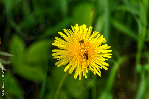 Obraz na płótnie The dandelion flower growing on a summer meadow. w salonie