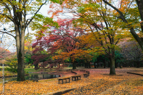 Yoyogi park with autumn leaves falling down. photo