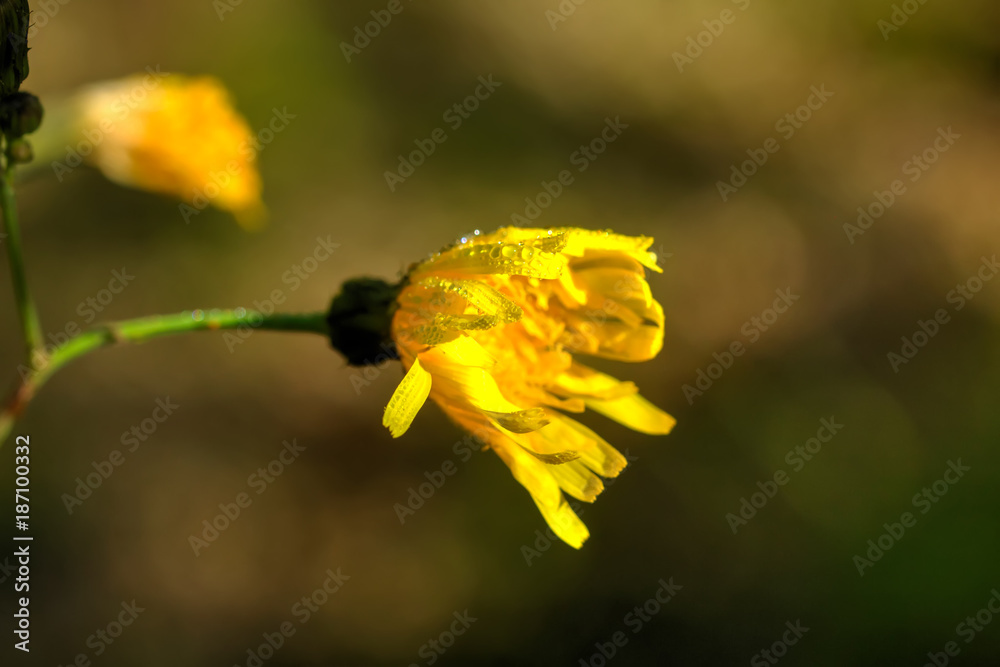 Sow-thistle. Field flower. The Sonchus flower growing on a summer meadow.