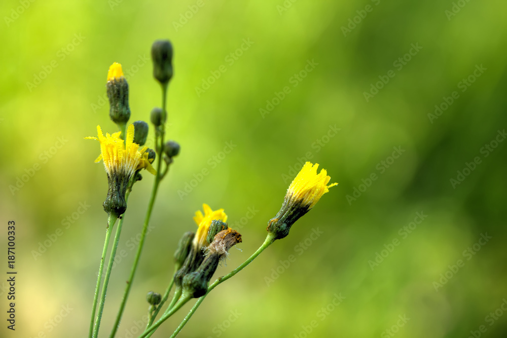 Sow-thistle. Field flower. The Sonchus flower growing on a summer meadow.