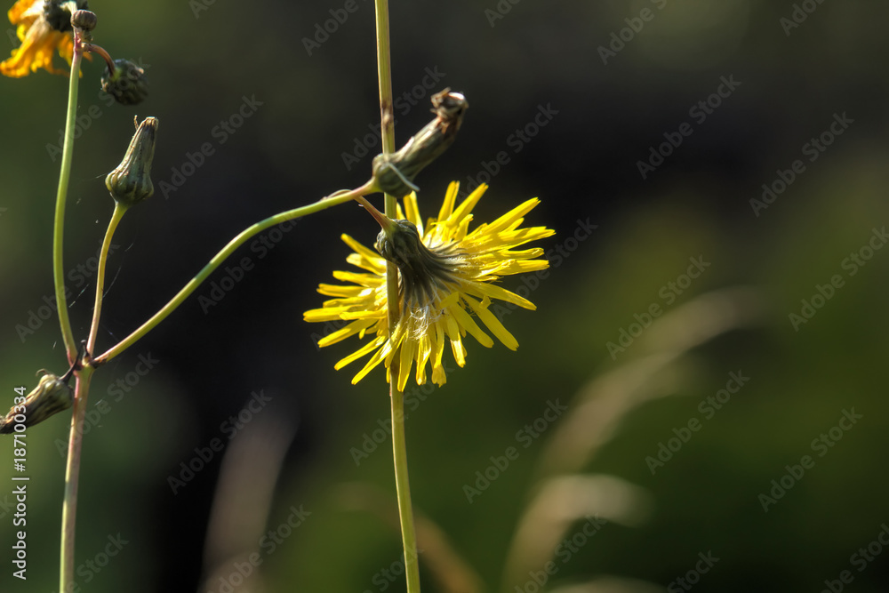 Sow-thistle. Field flower. The Sonchus flower growing on a summer meadow.