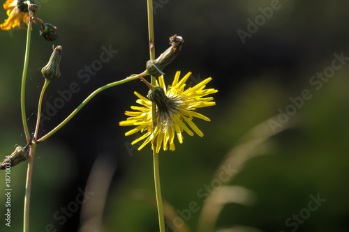 Obraz na płótnie Sow-thistle. Field flower. The Sonchus flower growing on a summer meadow. w salonie
