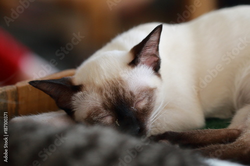 cat sleep