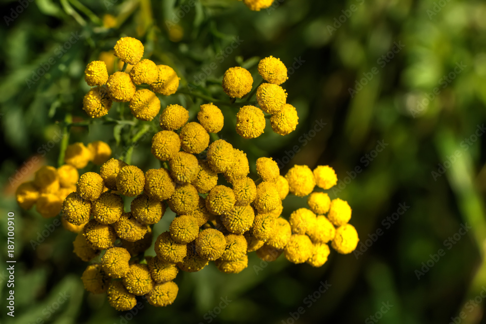 Tanacetum. Field flower. The tansy flower growing on a summer meadow.