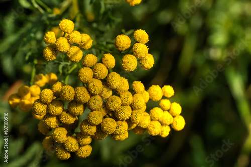 Obraz na płótnie Tanacetum. Field flower. The tansy flower growing on a summer meadow. w salonie