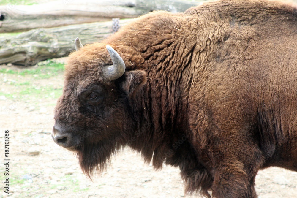 Bison at Prague Zoo Bison at Prague Zoo