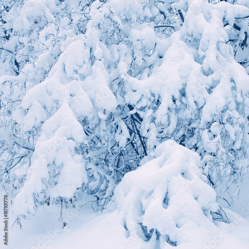 trees in the forest are completely covered with snow © andrii kornev