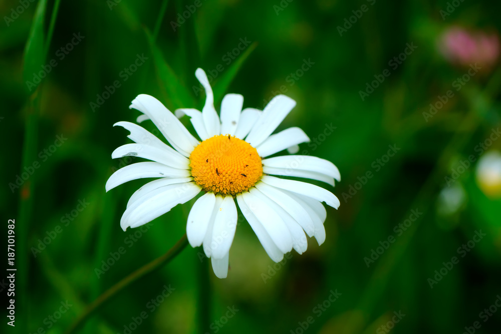 The camomile flower growing on a summer meadow. The camomile flower growing on a summer meadow.