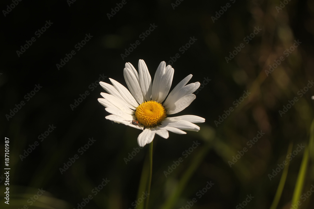 The camomile flower growing on a summer meadow.