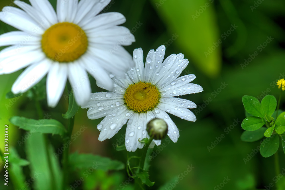 The camomile flower growing on a summer meadow.