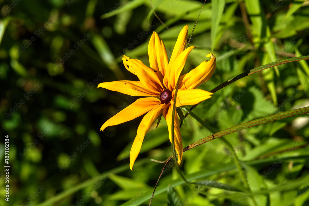 Rudbeckia hirta. Cultivated flower. A flower of the black-eyed Susan growing in a summer garden.