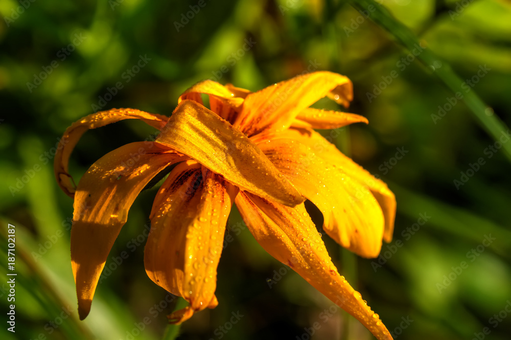 Rudbeckia hirta. Cultivated flower. A flower of the black-eyed Susan growing in a summer garden.