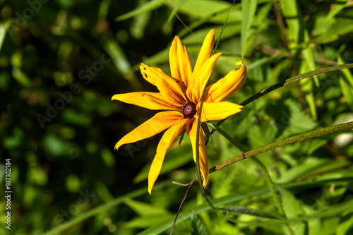 Obraz na płótnie Rudbeckia hirta. Cultivated flower. A flower of the black-eyed Susan growing in a summer garden. w salonie