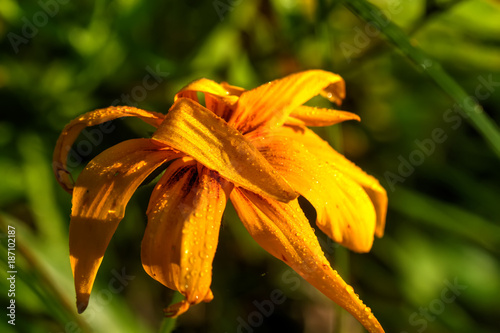 Obraz na płótnie Rudbeckia hirta. Cultivated flower. A flower of the black-eyed Susan growing in a summer garden. w salonie