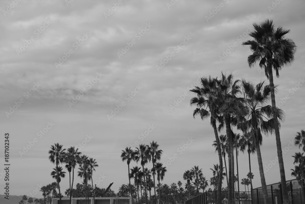 Obraz premium palm trees