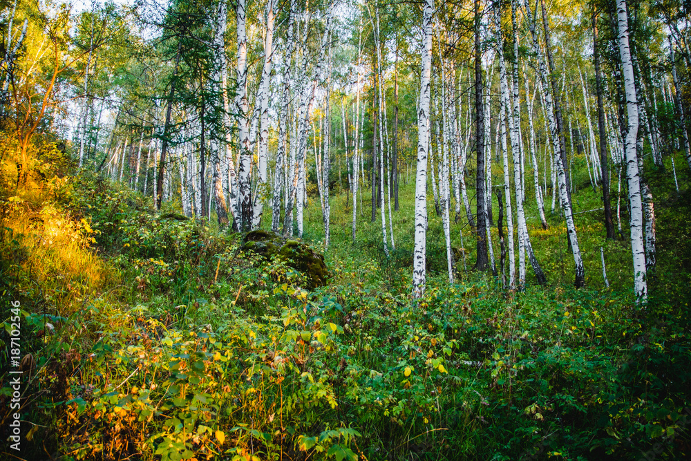 Obraz premium на закате 2