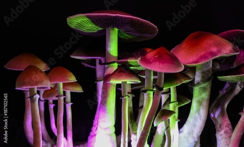 Magic mushrooms - psilocybe photo