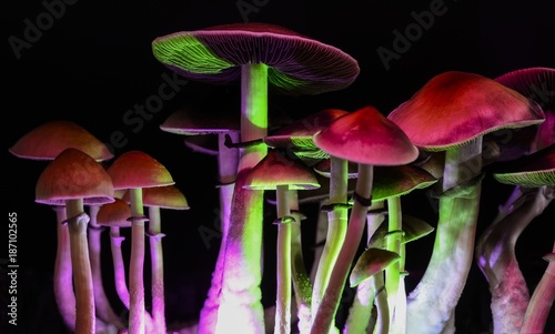 Magic mushrooms - psilocybe