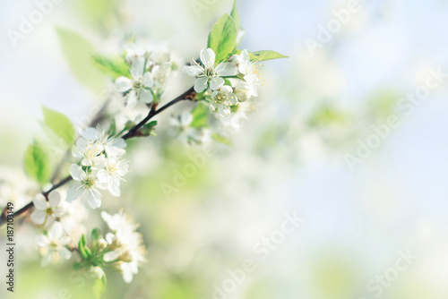 Spring soft background with fresh apple blossom flowers, blurred delicate light blue and green tones. 