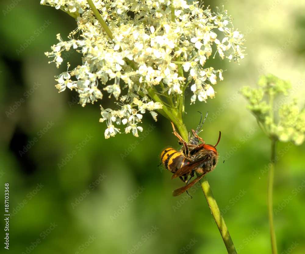 The meadowsweet flower growing on a summer meadow.