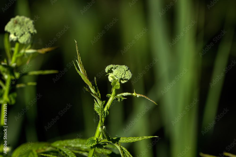 The meadowsweet flower growing on a summer meadow.