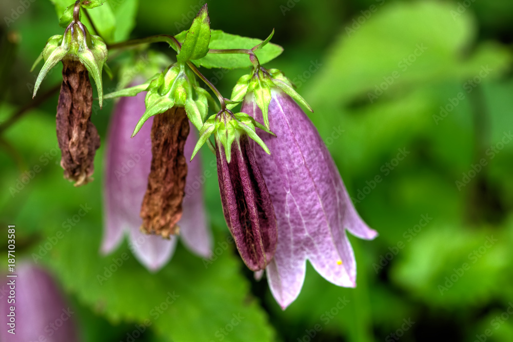 The campanula flower growing in a summer garden.