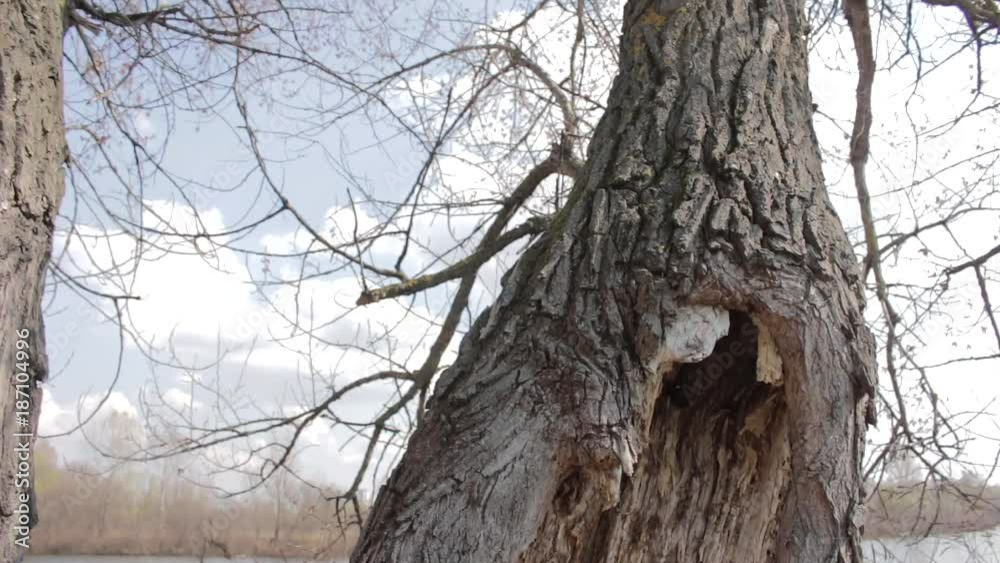 Spring bark of a tree and kidneys on branches. Big tree. Spring bark of a tree and kidneys on branches. Big tree.
