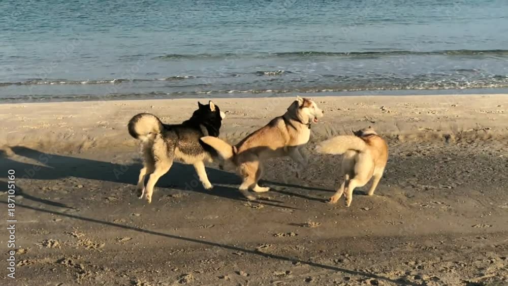 three siberian husky dogs playing on beach