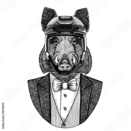 Photography Aper, boar, hog, wild boar Animal wearing jacket with bow-tie and hockey helmet or aviatior helmet
