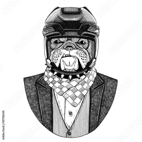 Photography Bulldog, dog Animal wearing jacket with bow-tie and hockey helmet or aviatior helmet