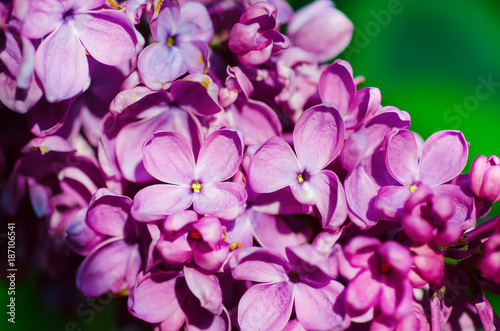 Macro image of spring soft violet lilac flowers, natural seasonal floral background. © Roxana
