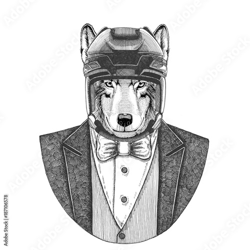 Canvas Print Wolf, Dog Animal wearing jacket with bow-tie and hockey helmet or aviatior helmet