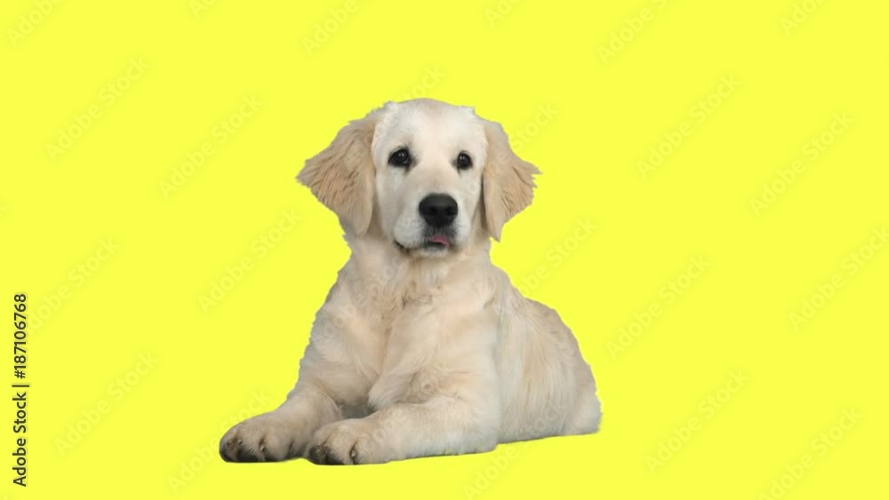 golden retriever lies on a yellow background golden retriever lies on a yellow background