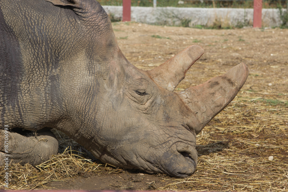 Obraz premium Rinoceronte