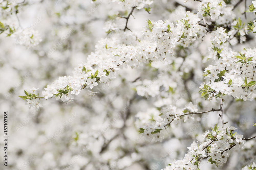 Spring seasonal background with blooming plum tree branches, natural seasonal floral background Spring seasonal background with blooming plum tree branches, natural seasonal floral background