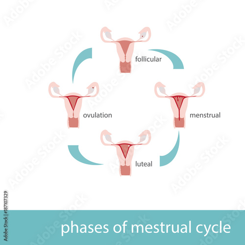 Vector illustration of phases of menstrual cycle