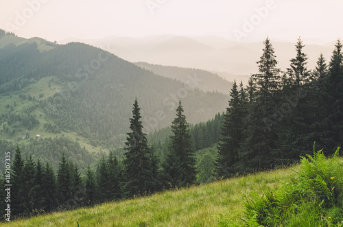 Fototapeta Naklejka Na Ścianę i Meble -  Misty landscape with mountains and fir forest in hipster vintage retro style
