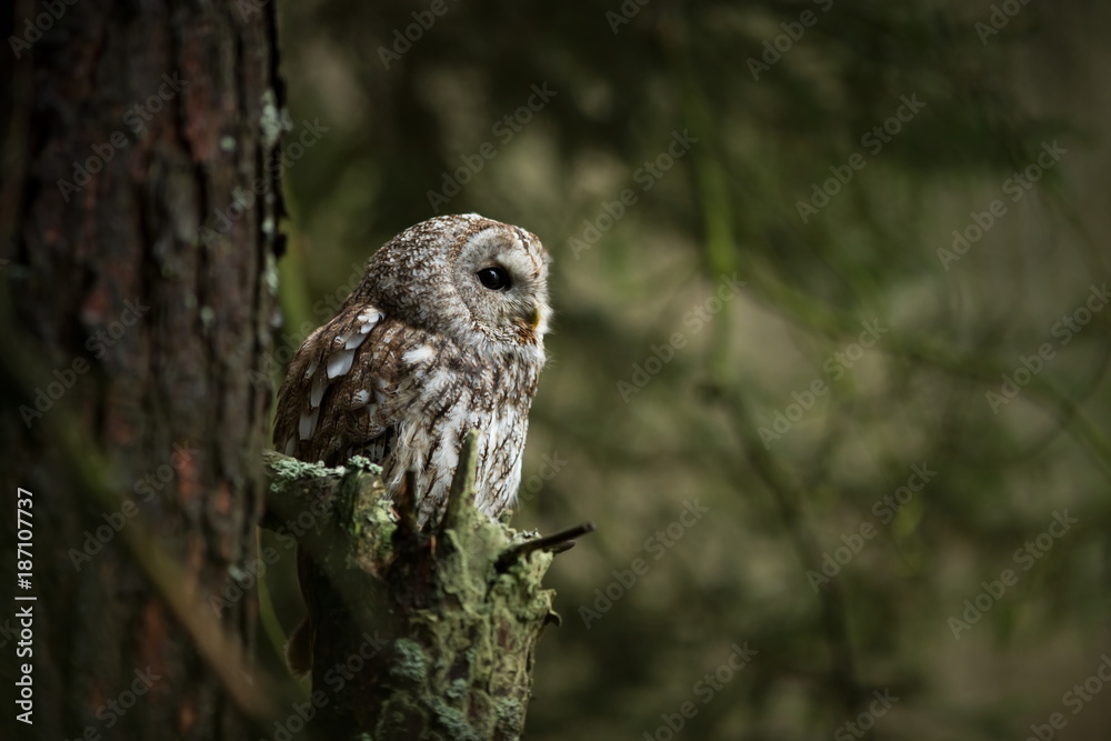 Strix aluco. It occurs in the Czech Republic. Free nature. The wild nature of the Czech Republic. Beautiful image of the owl. From Owl's Life. Owl on the tree. Black eyes. Strix aluco. It occurs in the Czech Republic. Free nature. The wild nature of the Czech Republic. Beautiful image of the owl. From Owl's Life. Owl on the tree. Black eyes.