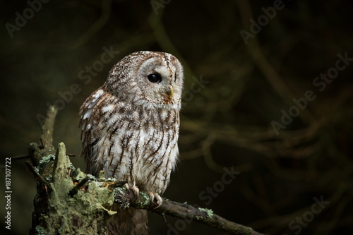 Strix aluco. It occurs in the Czech Republic. Free nature. The wild nature of the Czech Republic. Beautiful image of the owl. From Owl's Life. Owl on the tree. Black eyes.