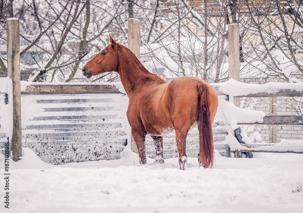 A red horse enjoys snow in winter A red horse enjoys snow in winter