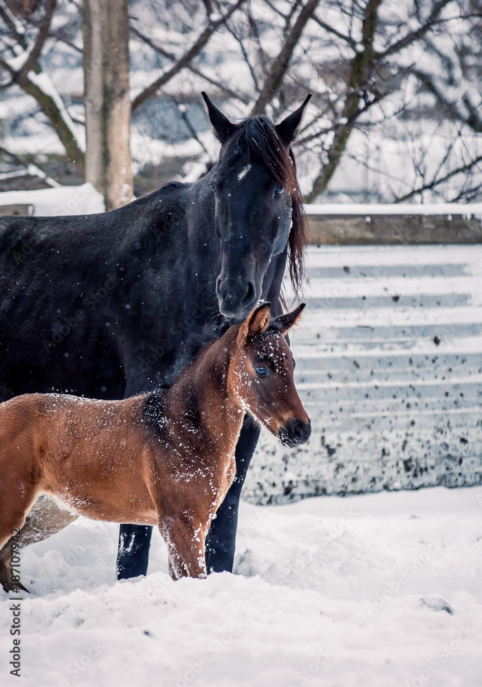 Foal walks with his mother in winter Foal walks with his mother in winter