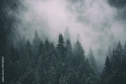 Misty landscape with fir forest in hipster vintage retro style, natural background © Roxana