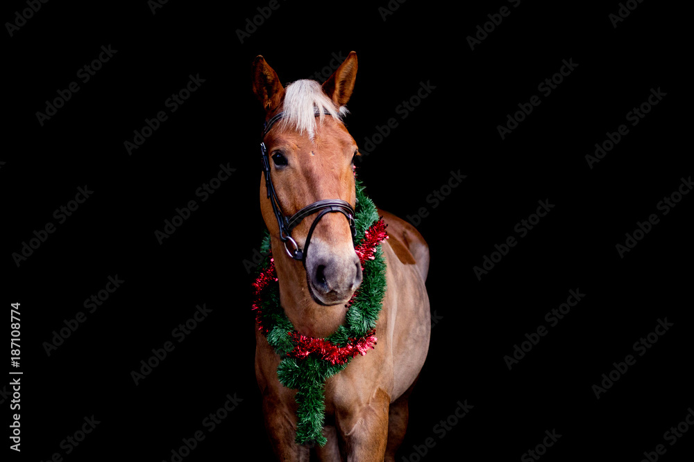 Fototapeta premium Portrait of horse with chrsitmas wreath isolated on black