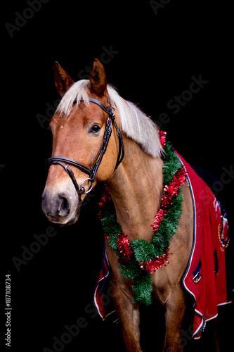 Portrait of palomino horse with chrsitmas wreath © virgonira