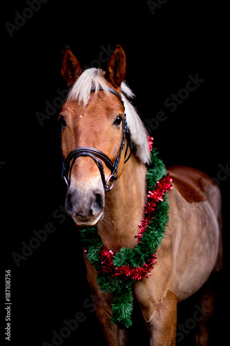 Portrait of horse with chrsitmas wreath isolated on black © virgonira
