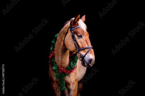 Portrait of horse with chrsitmas wreath isolated on black