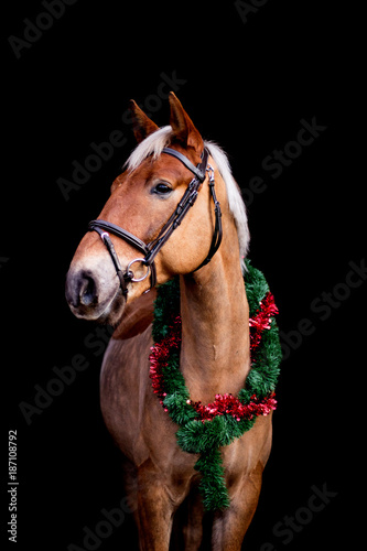 Portrait of horse with chrsitmas wreath isolated on black © virgonira