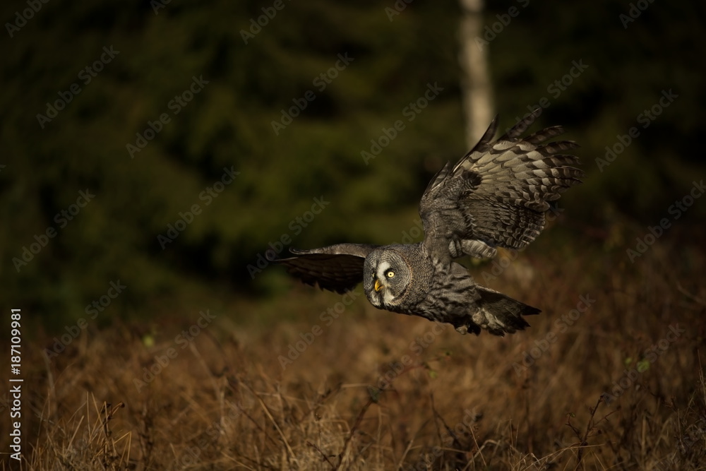 Fototapeta premium Strix nebulosa. Owl is spread in Scandinavia. In North Asia and North America. Beautiful picture. Nature of the North. Scandinavia. Europe. Free nature. From Owl's Life.