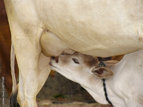 Foto Cow suckling her calf.
