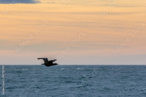 cormorant flying in the evening light